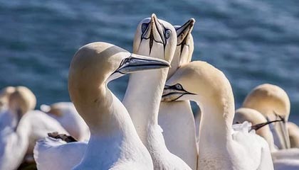 爱游戏APP-费城76人恩比德连续“30+”表现，领先联盟！，恩比德和76人的合同