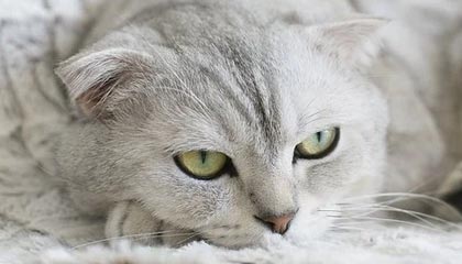 爱游戏中国官网-楚阿梅尼被评为欧洲杯最佳中场