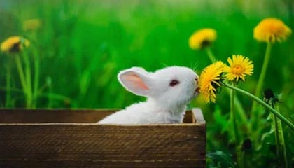 爱游戏中国官网-楚阿梅尼被评为欧洲杯最佳中场