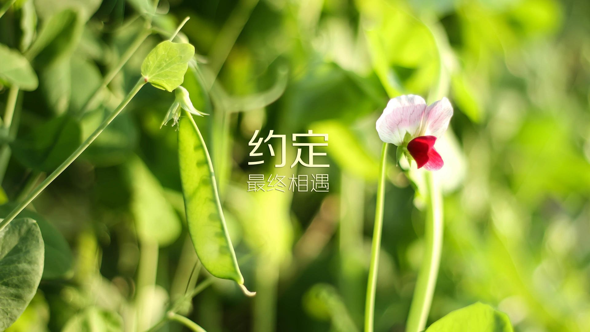 曼城客负皇马，遗憾告别半决赛，曼城vs皇马第一回合