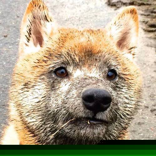 意甲俱乐部薪资帽潜在引入与竞技平衡研究,意甲薪水是税前还是税后