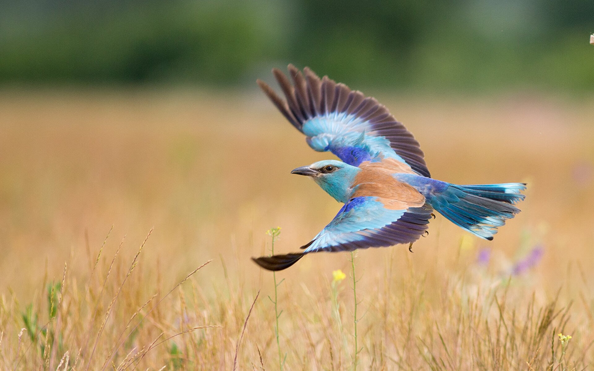 校园体育文化对学生团队合作能力的影响，对校园体育文化的畅想