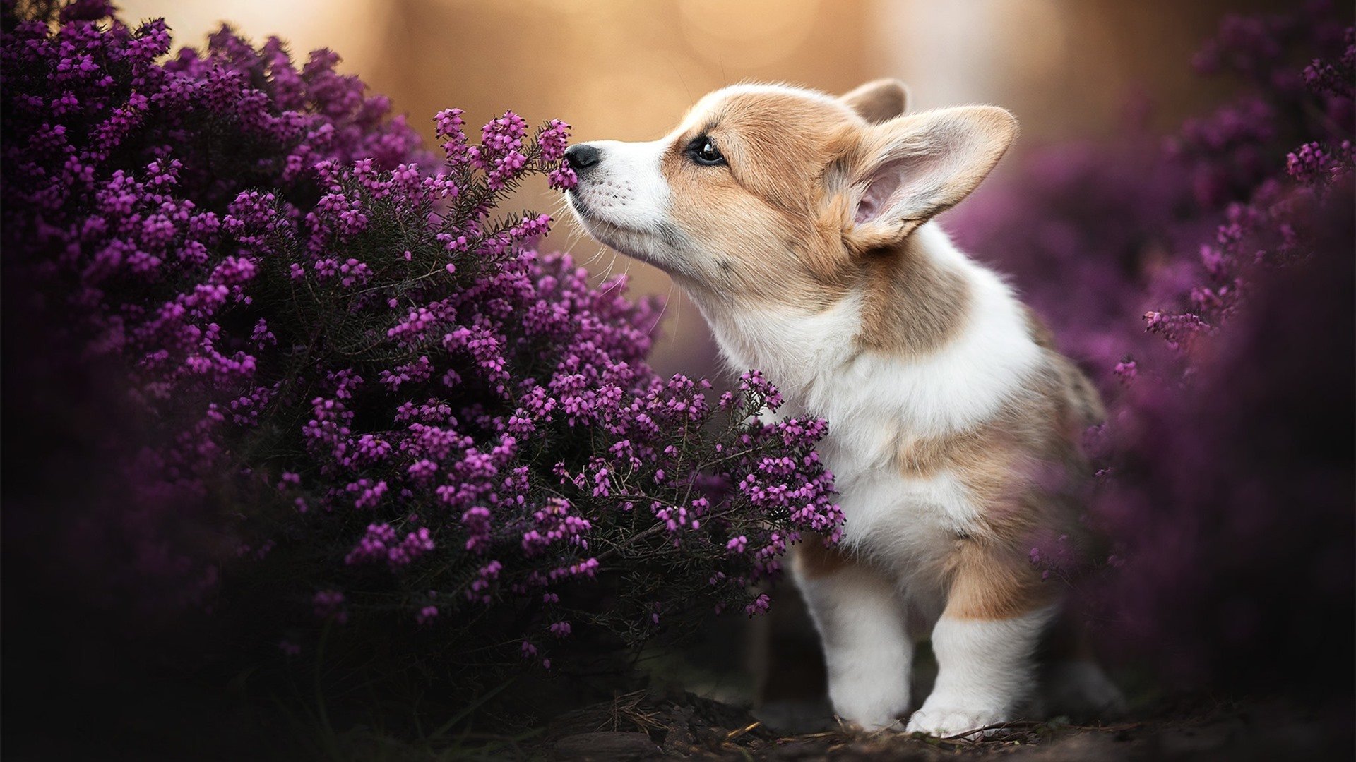 爱游戏官方入口-球坛趣闻：那些令人难忘的“奇葩”瞬间