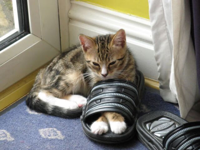 运动员职业发展路径探索，运动员职业发展路径探索图