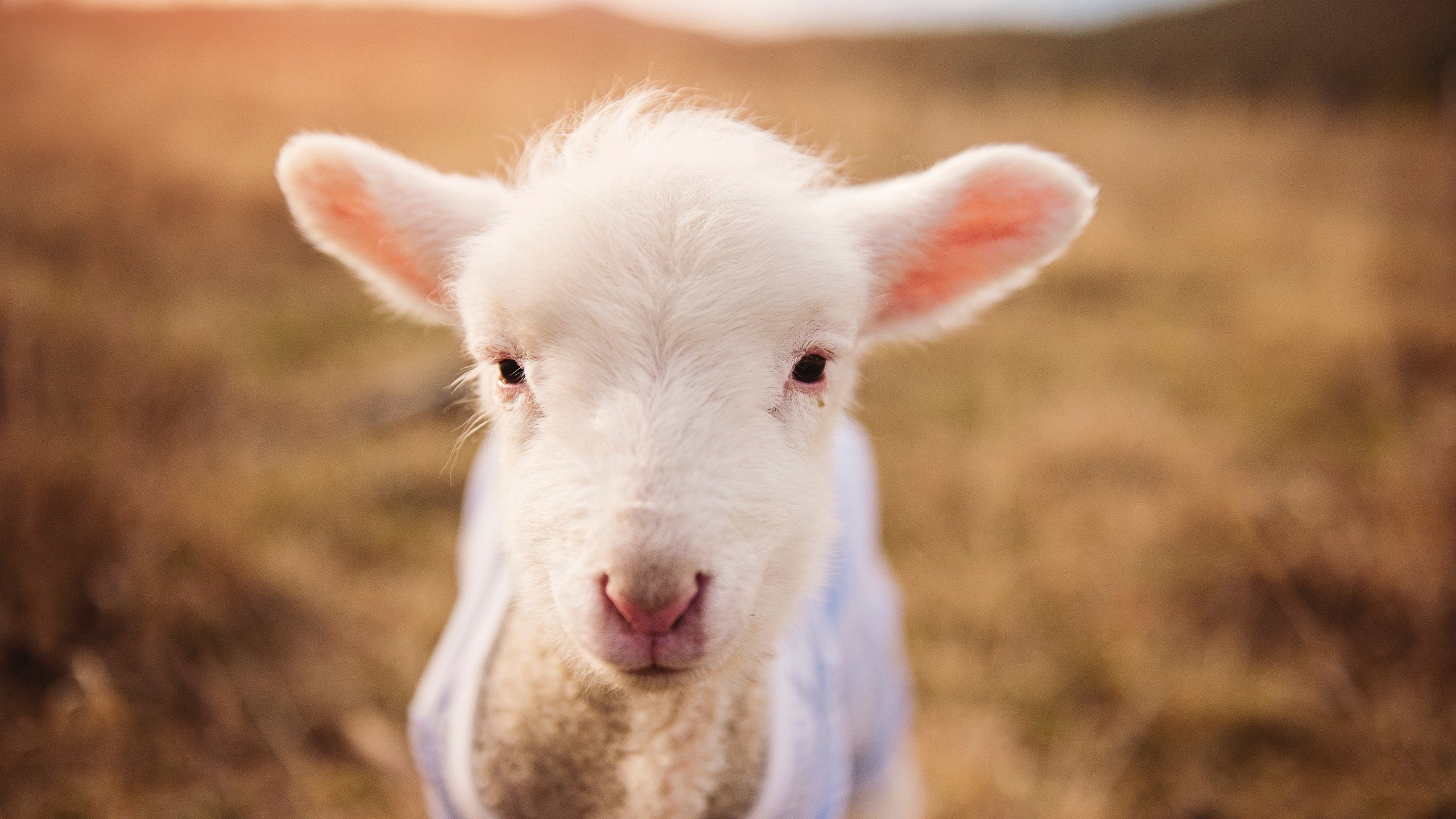 “2025世界运动会:高新区全民健身馆壁球赛事,速度与技巧的极限挑战”