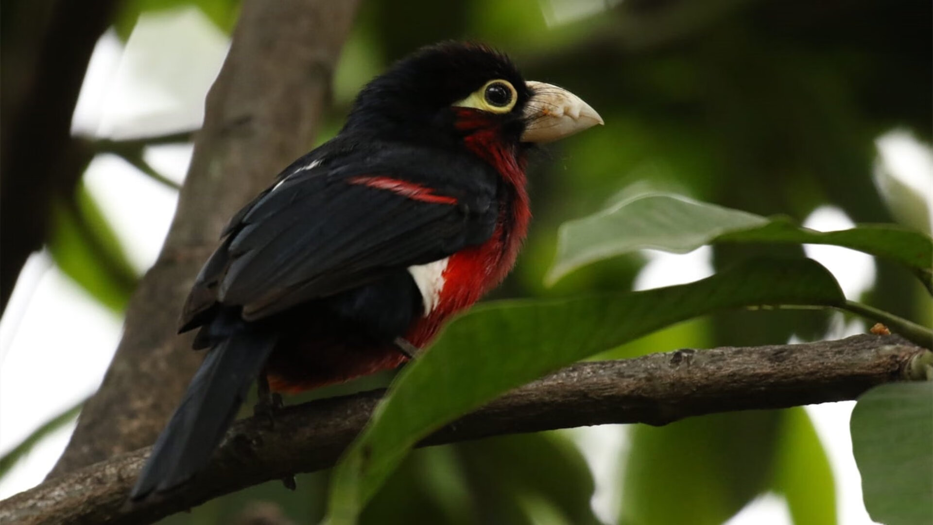 爱游戏赛事中心-五大联赛是否推行以中场站位弹性应对不同对手策略，五大联赛场地大小