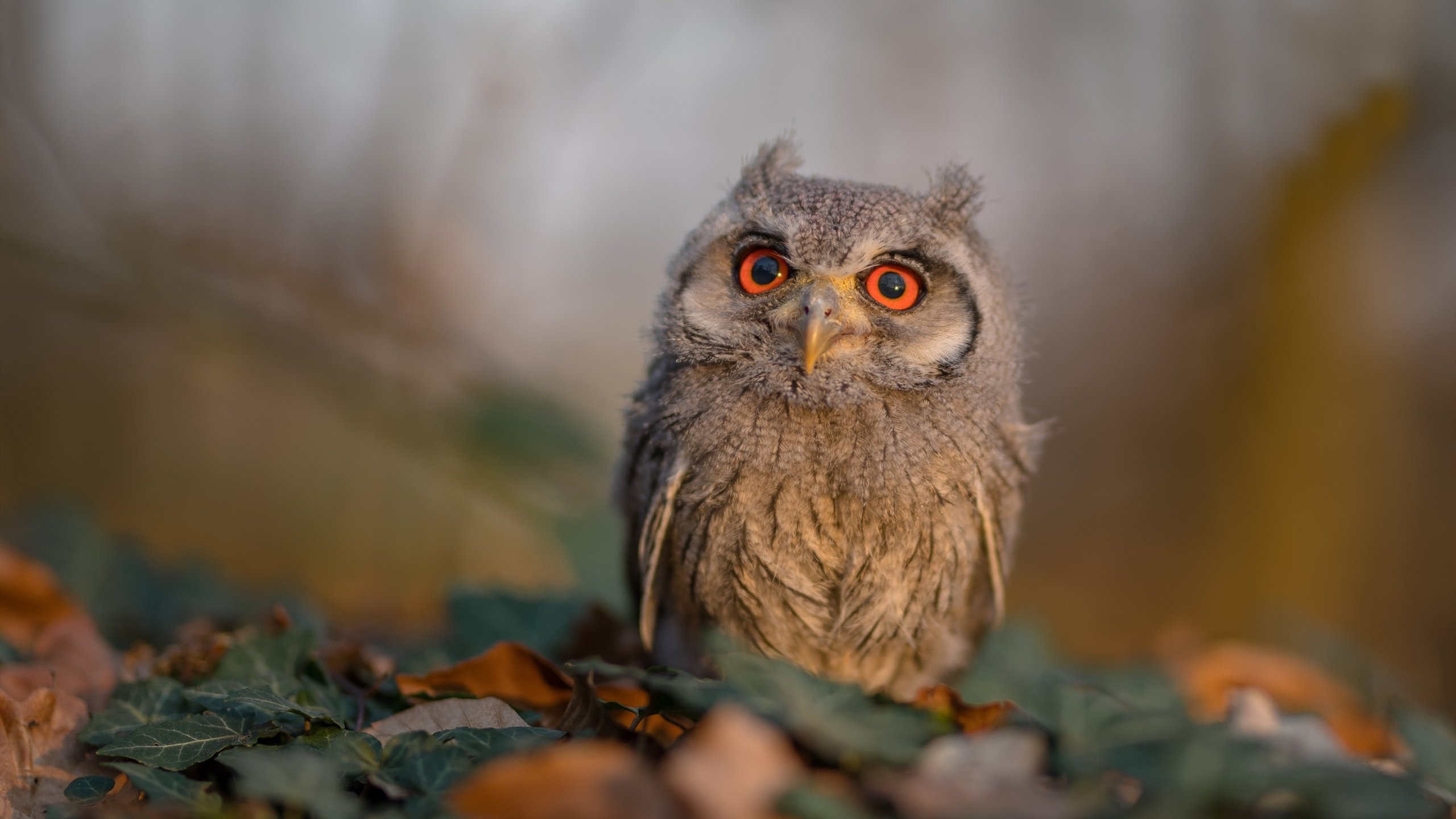 爱游戏平台体验-划频划幅数据揭示技术差异，如何定性的画幅频特性曲线